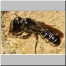 Chelostoma florisomne - Scherenbiene w01b 8mm bei Lehmaufnahme fuer Nestverschluss - OS-Wallenhorst-Tongrube - det.jpg